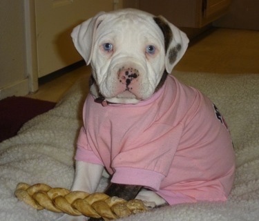 Johnson American Bulldog Puppies For Sale In Texas