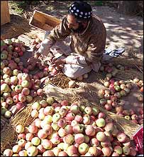 Kashmir Apple Tree Images