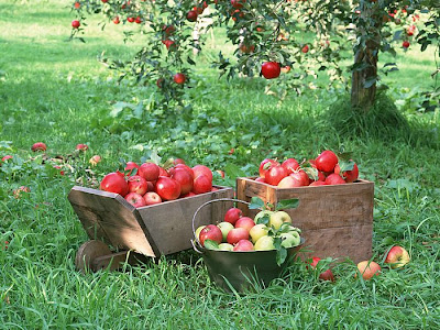 Kashmir Apple Tree Images