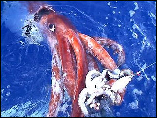 Kraken Squid