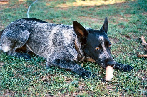 Labrador Cross Staffy Cross Kelpie