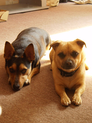 Labrador Cross Staffy Cross Kelpie