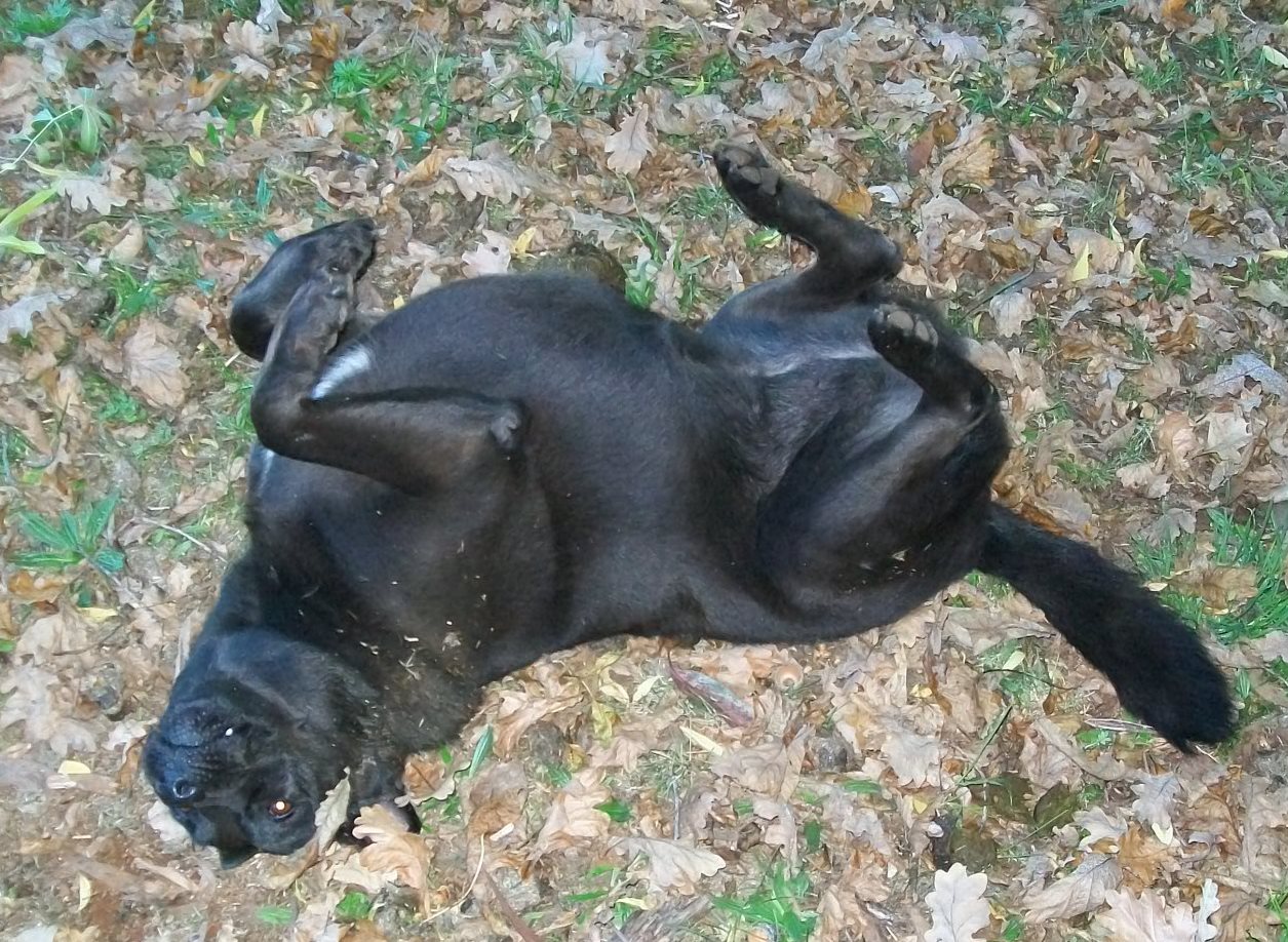 Labrador Cross Staffy Cross Kelpie