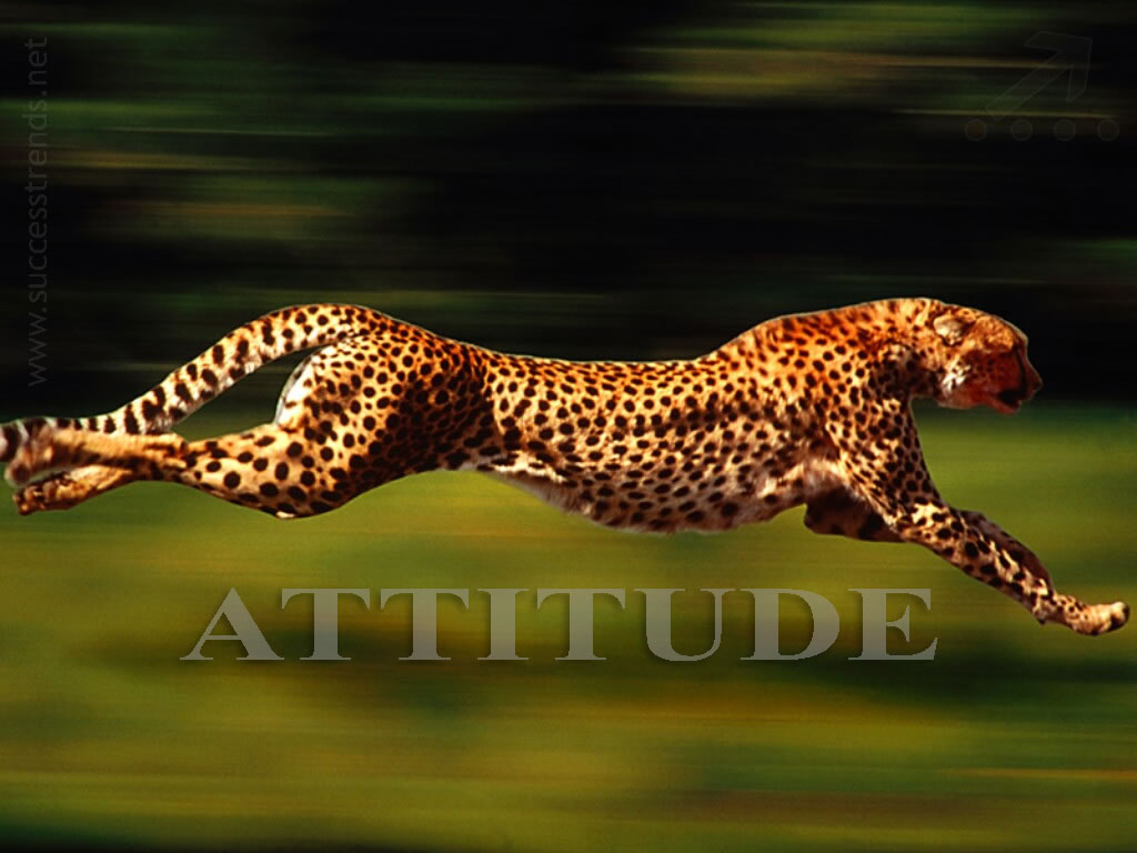 Latest Attitude Wallpapers For Boys