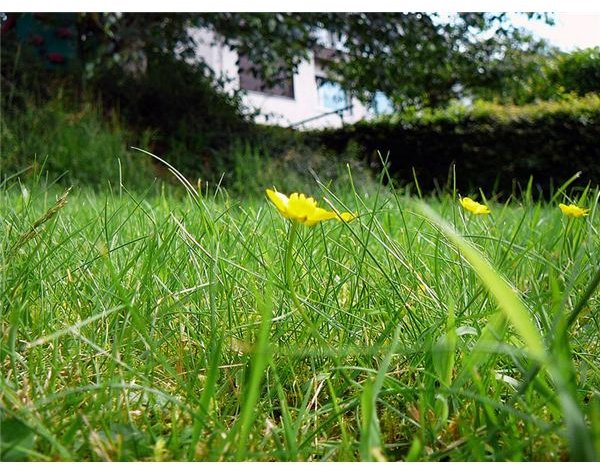 Lawn Mowing Business Names