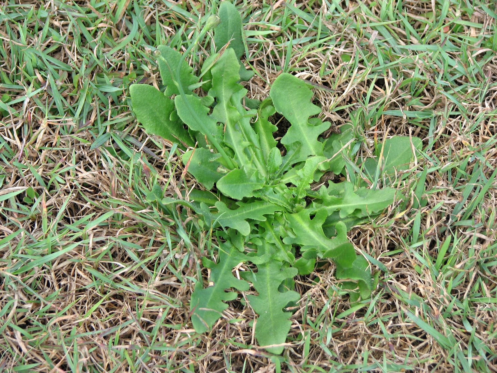 Lawn Weeds Australia