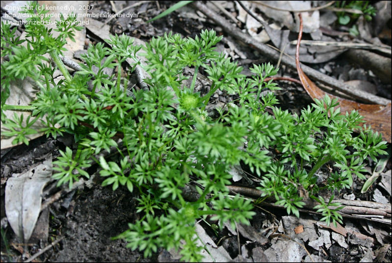 Lawn Weeds Australia