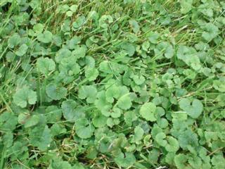 Lawn Weeds Identification