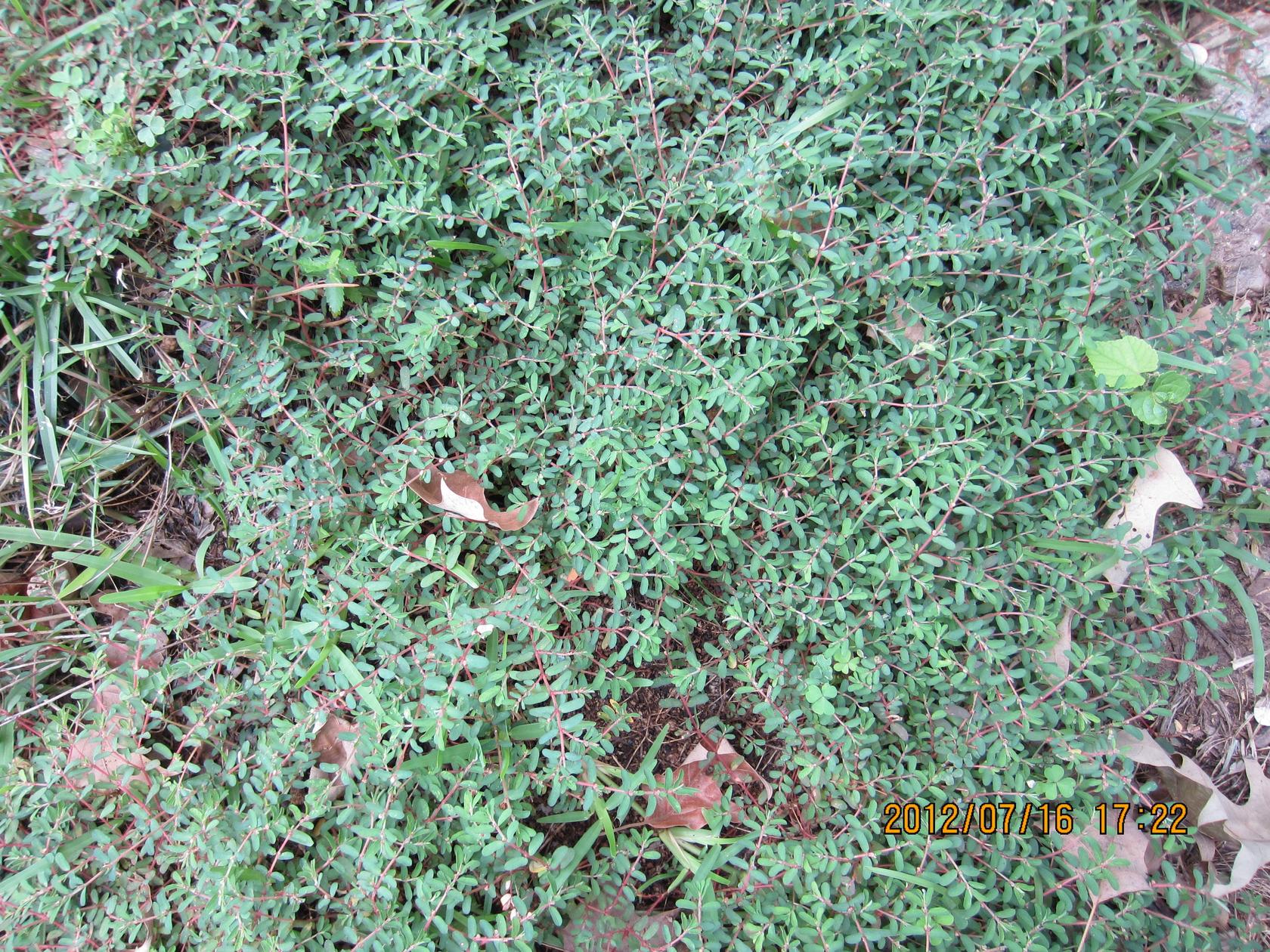 Lawn Weeds Identification