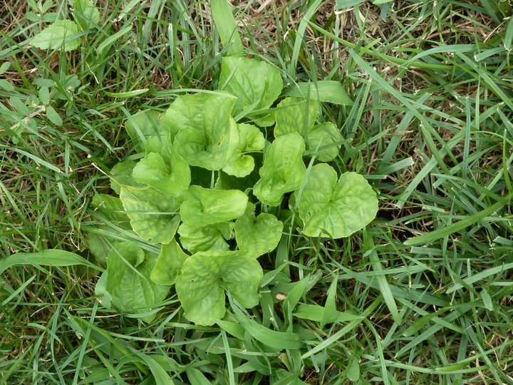 Lawn Weeds Identification