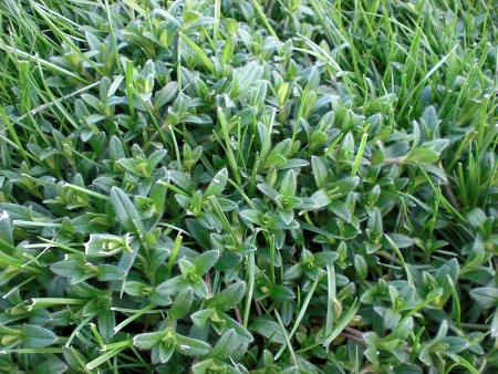 Lawn Weeds Identification