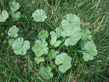 Lawn Weeds Identification New Zealand