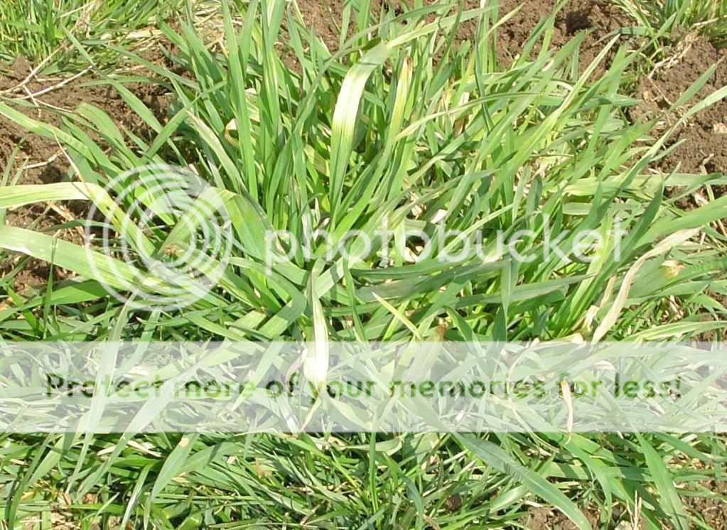 Lawn Weeds Identification Pictures