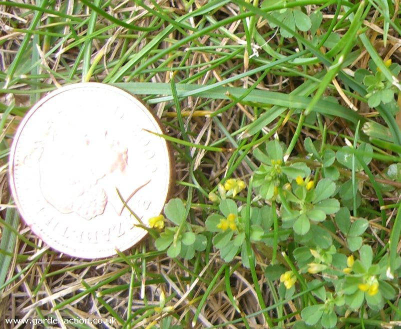 Lawn Weeds Identification Pictures