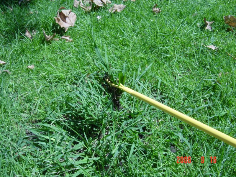 Lawn Weeds Identification Pictures