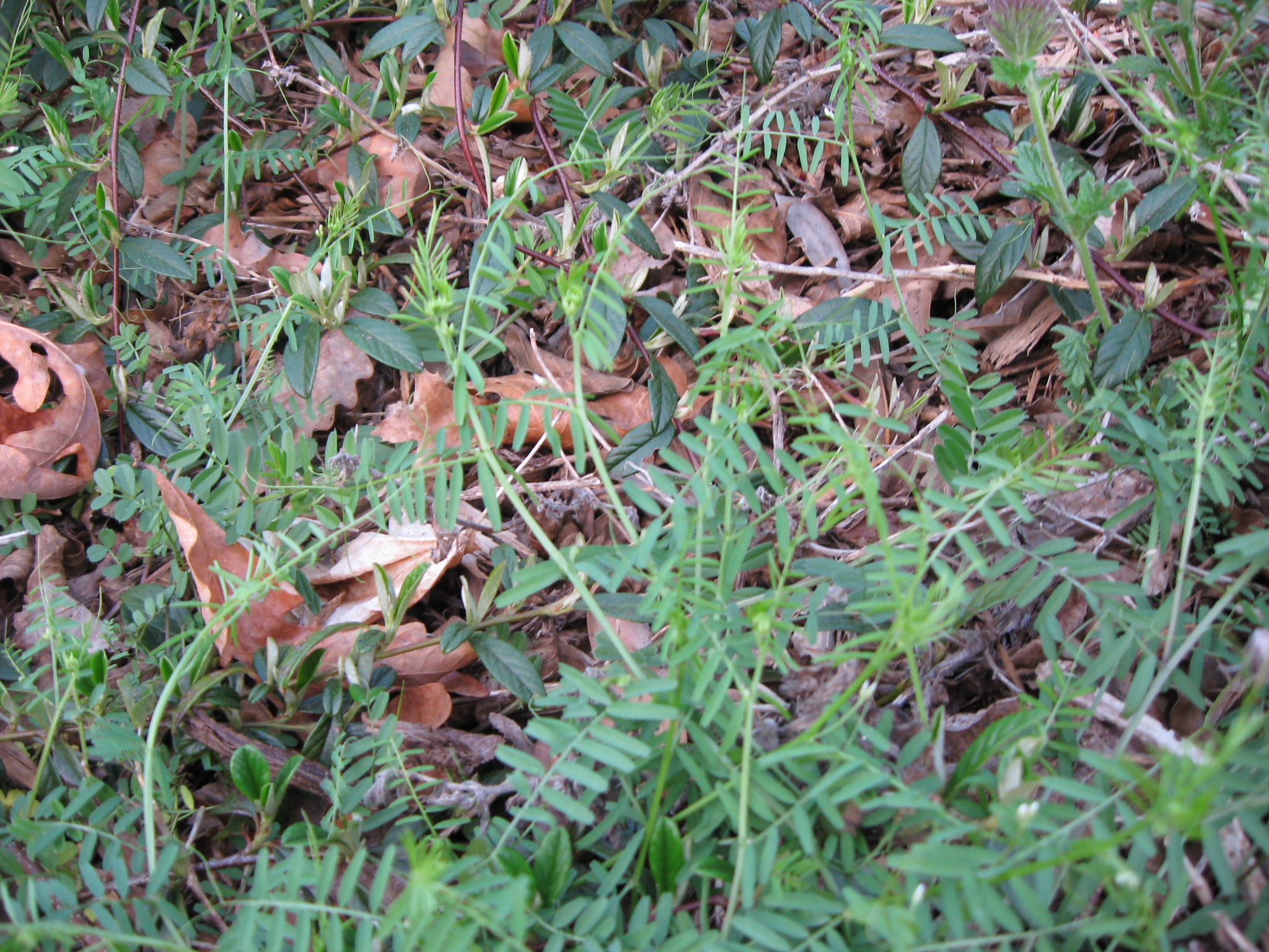 Lawn Weeds Identification Pictures