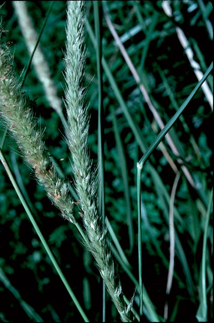 Lawn Weeds Identification South Africa