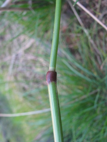 Lawn Weeds Identification South Africa