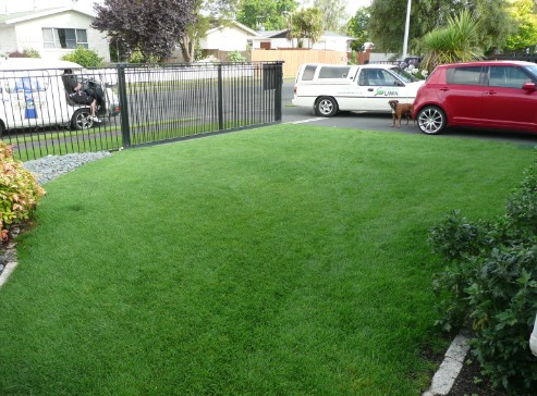 Lawn Weeds Nz