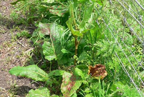 Lawn Weeds Nz