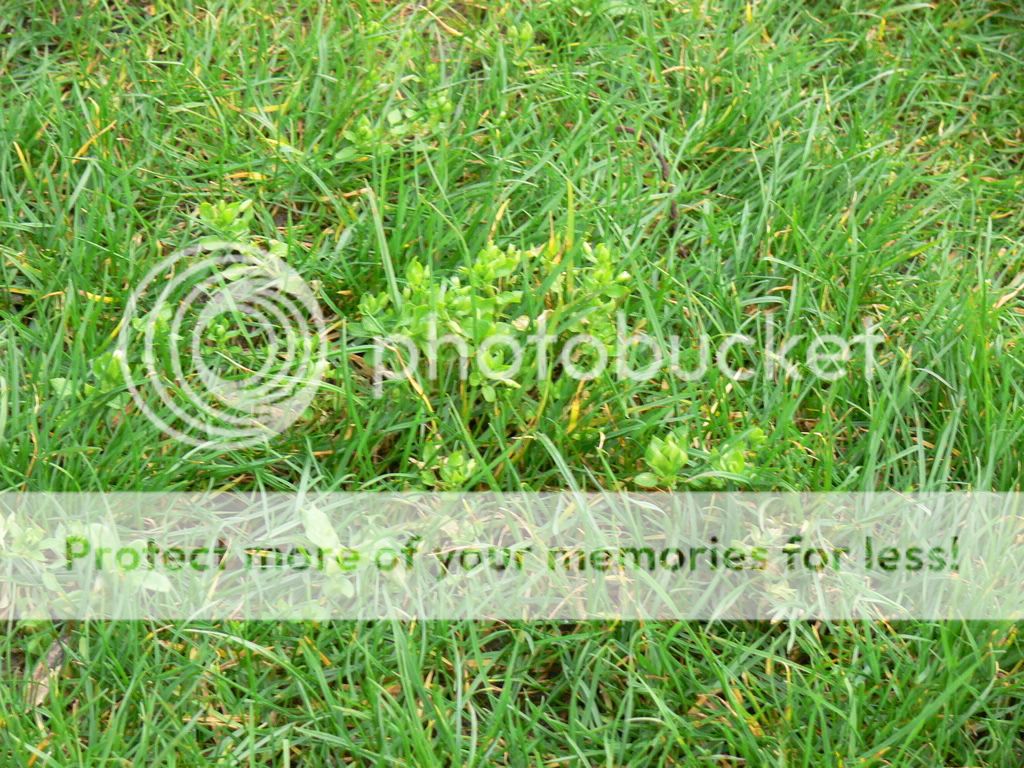 Lawn Weeds Pictures