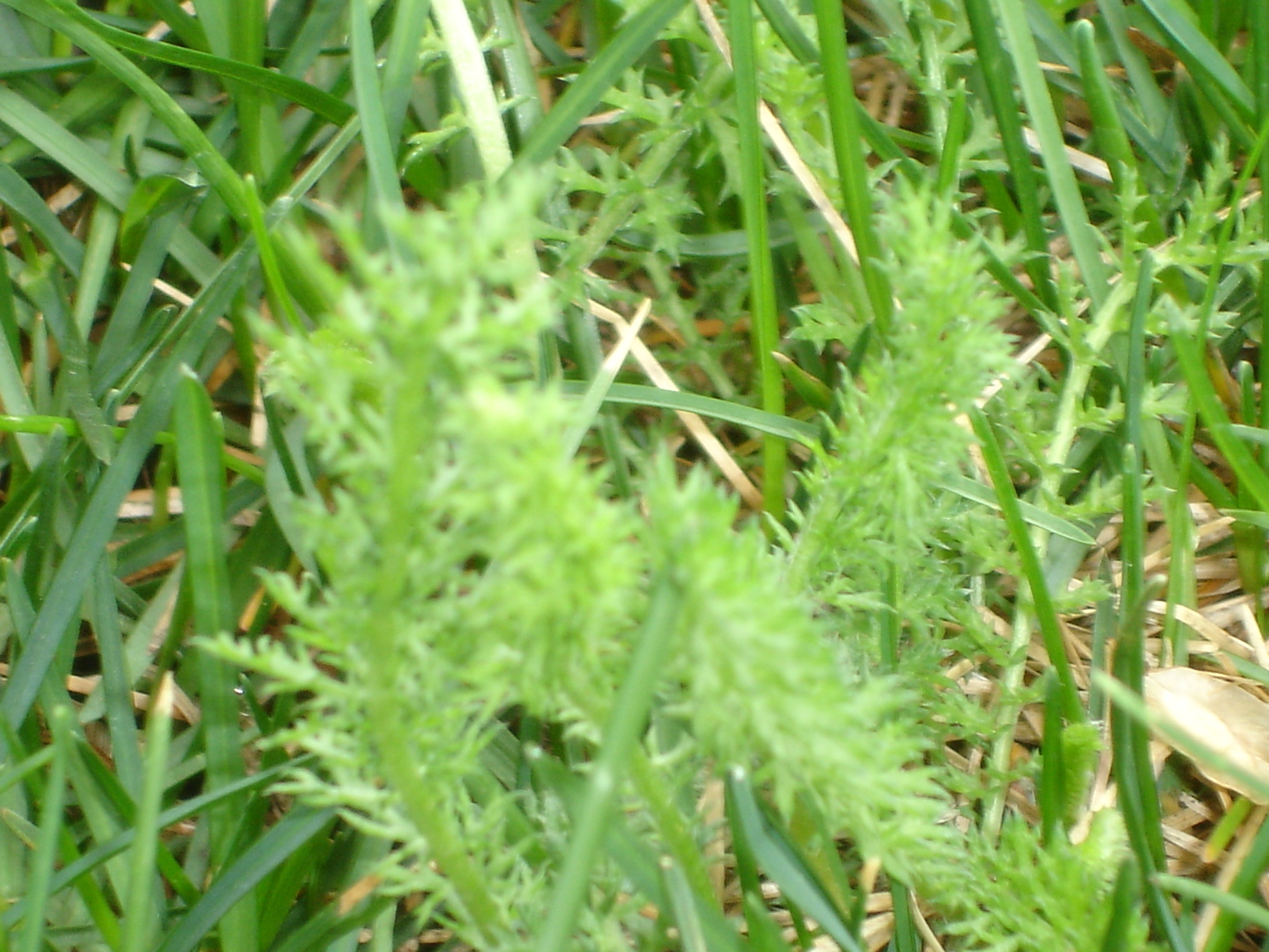 Lawn Weeds Pictures