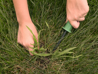 Lawn Weeds Pictures