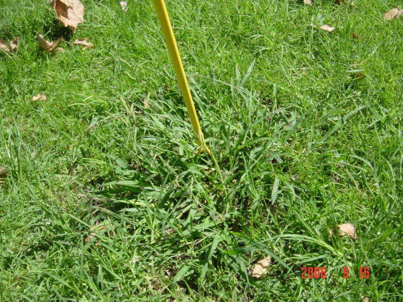 Lawn Weeds Pictures