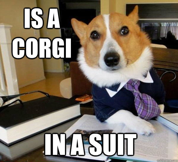 Lawyer Dog Corgi