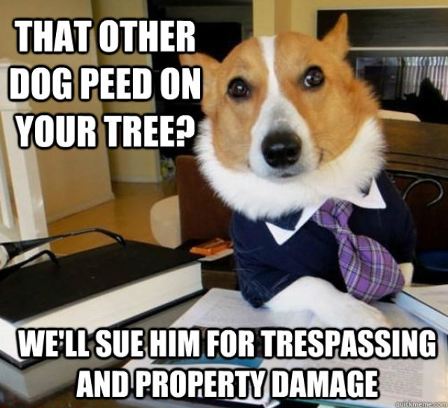 Lawyer Dog Corgi