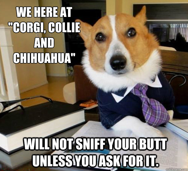 Lawyer Dog Corgi