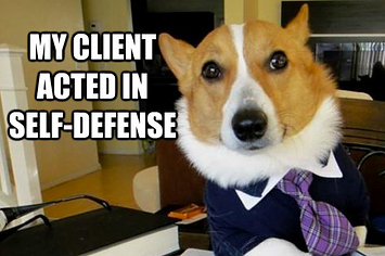 Lawyer Dog Puns