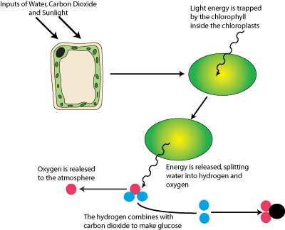 Leaf Photosynthesis Process