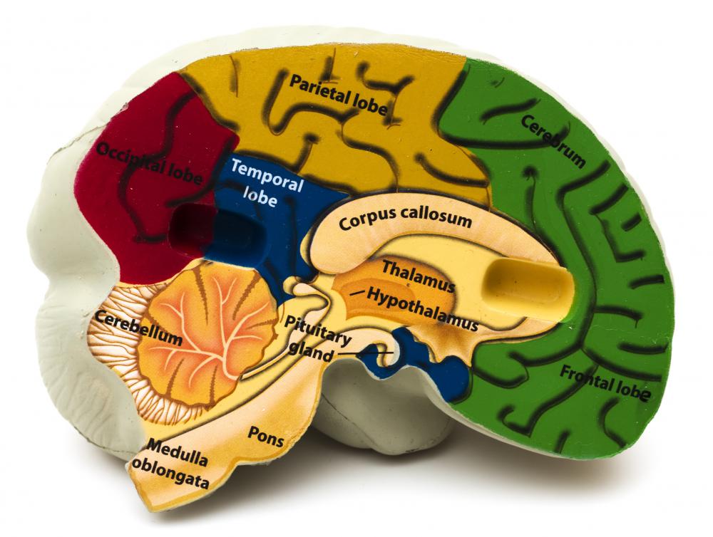 Left Frontal Lobe Damage