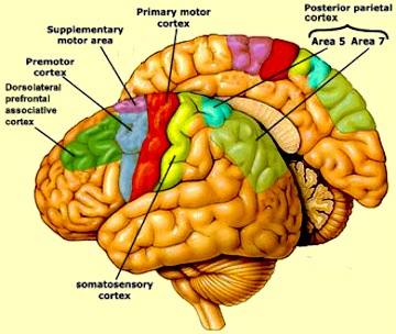 Left Frontal Lobe Function