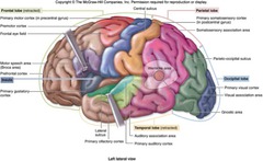 Left Frontal Lobe Function