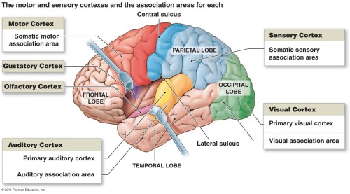 Left Frontal Lobe Function