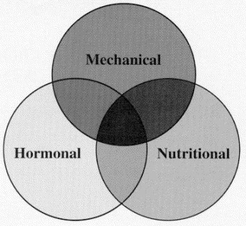 Lifestyle Factors In Sport Stress