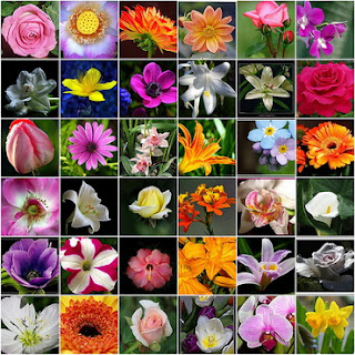 List Of Flowers And Their Meanings