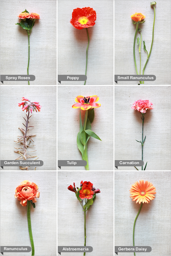 List Of Flowers And Their Names With Pictures