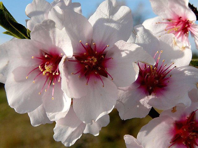 List Of Flowers And Their Names With Pictures