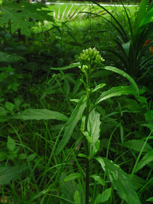 List Of Flowers Names In Tamil