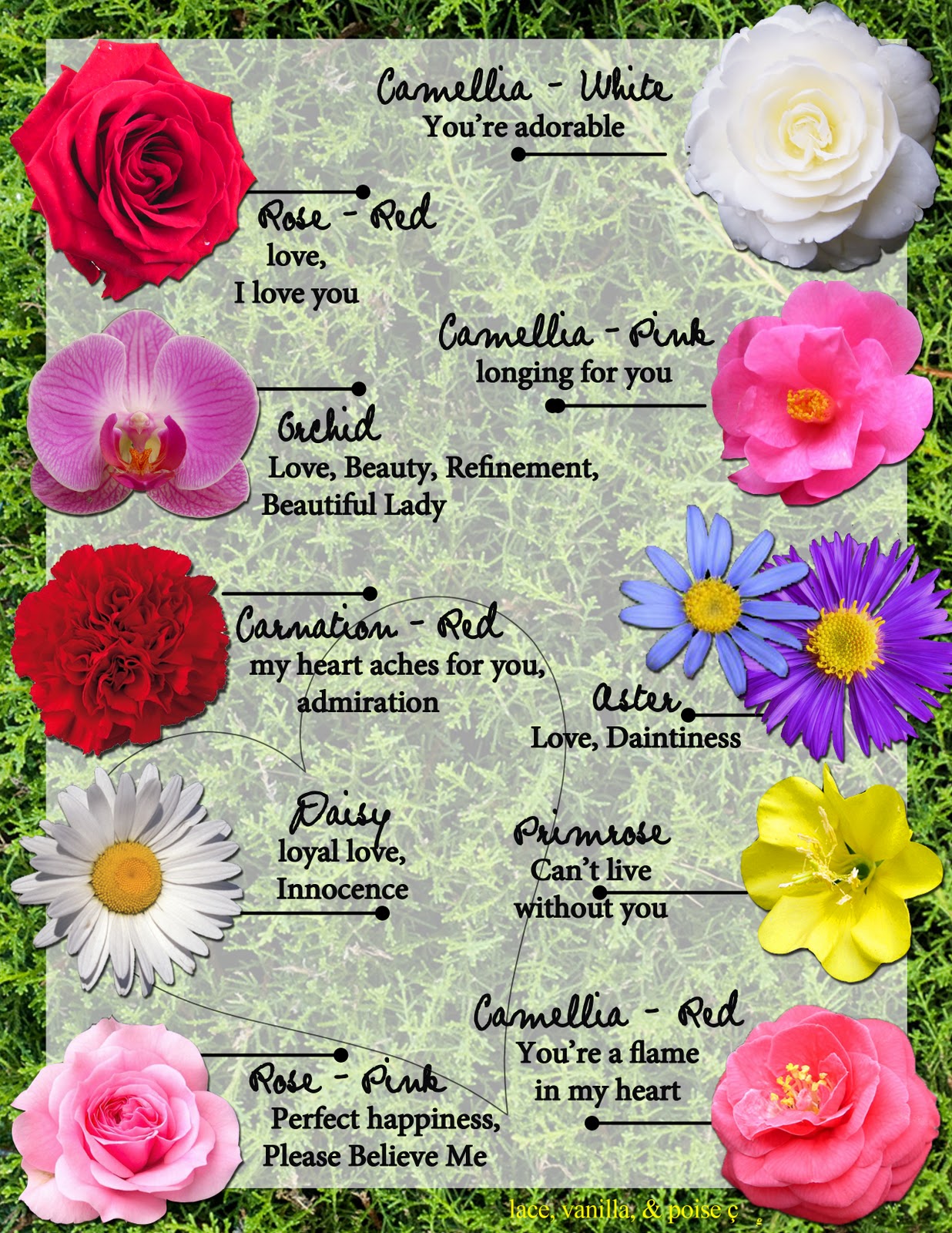 List Of Flowers With Pictures