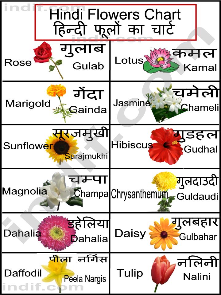 List Of Flowers With Pictures