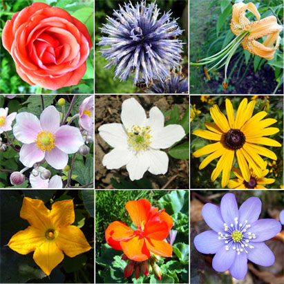 List Of Flowers With Pictures