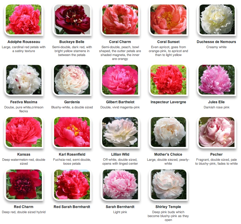 List Of Flowers With Pictures And Names