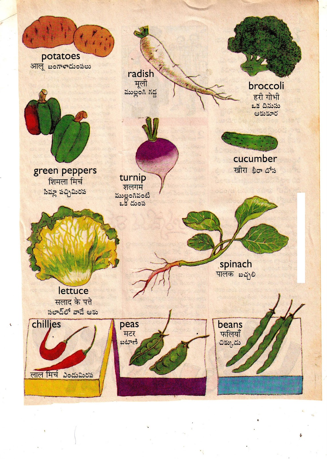 List Of Vegetables In English