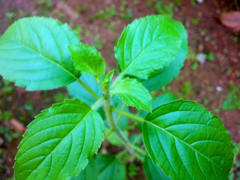 List Of Vegetables Name In Sanskrit