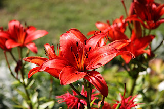 Lists Of Names Of Flowers