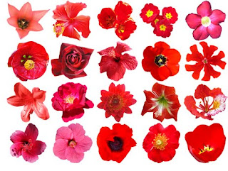 Lists Of Names Of Flowers